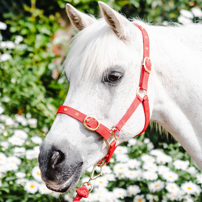 Equisential Nylon Headcollar - Red-1