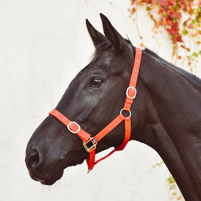 Equisential Nylon Headcollar - Red