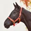 Equisential Nylon Headcollar - Red