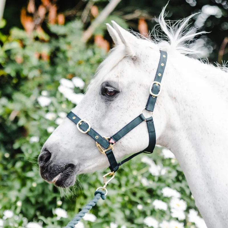 Equisential Nylon Headcollar - Navy/Green-1