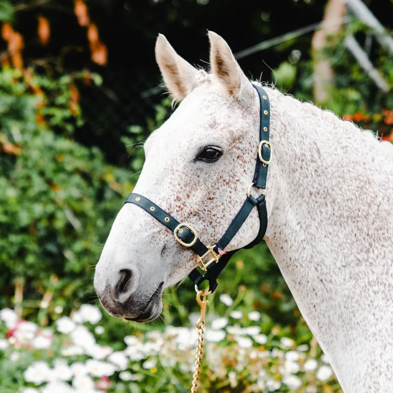 Equisential Nylon Headcollar - Green