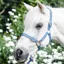 Equisential Nylon Headcollar - Royal Blue