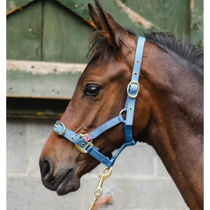 Equisential Nylon Headcollar - Royal Blue-1