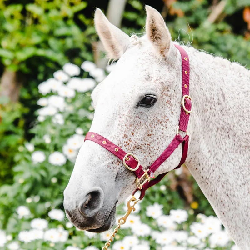 Equisential Nylon Headcollar - Burgundy