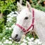 Equisential Nylon Headcollar - Burgundy