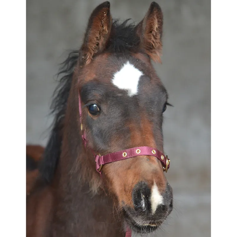 Equisential Nylon Headcollar - Burgundy-2