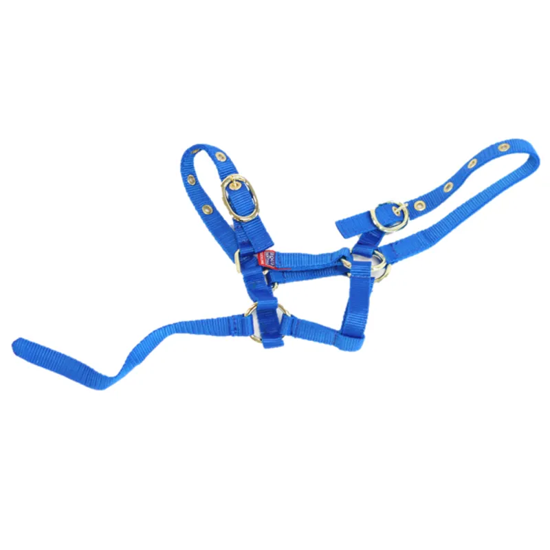 Equisential Nylon Headcollar - Royal Blue-2