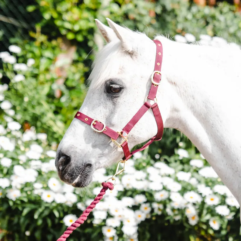 Equisential Nylon Headcollar - Burgundy-1