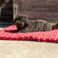 Supreme Products Dotty Fleece Dog Bed - Rich Raspberry