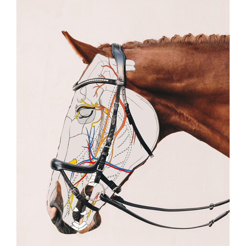 Schockemohle Equitus Omega Bridle - Espresso/Silver-1