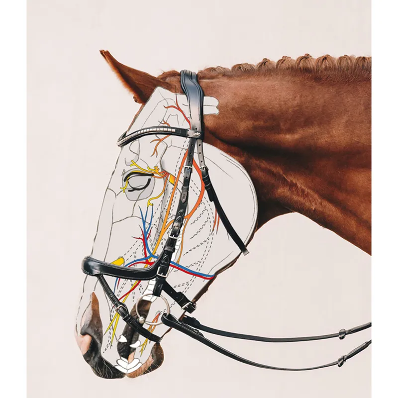 Schockemohle Equitus Omega Bridle - Black/Silver-4