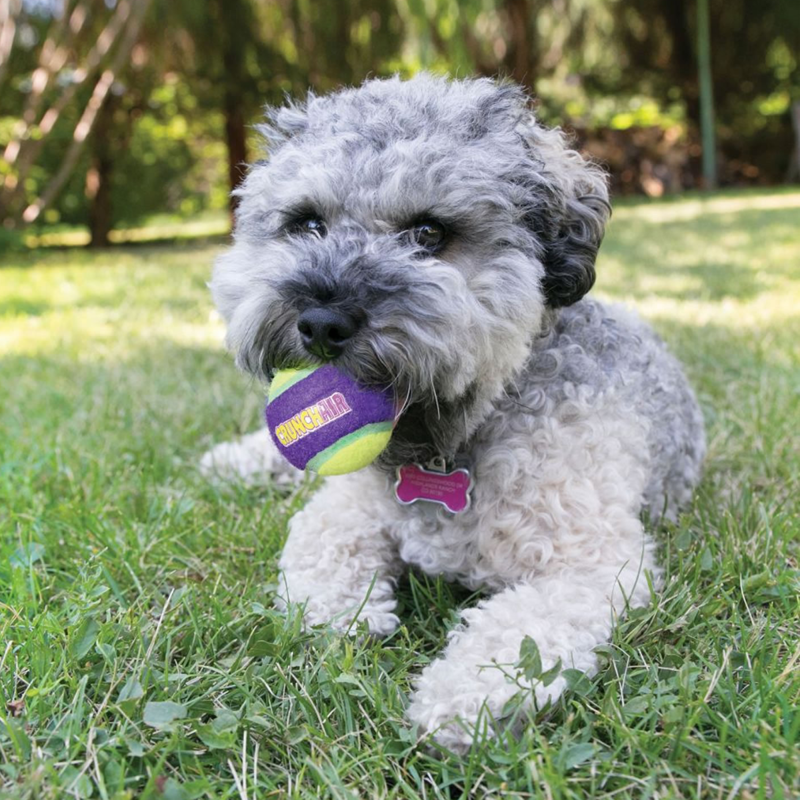 KONG CrunchAir Balls Dog Toy Medium - 3 Pack