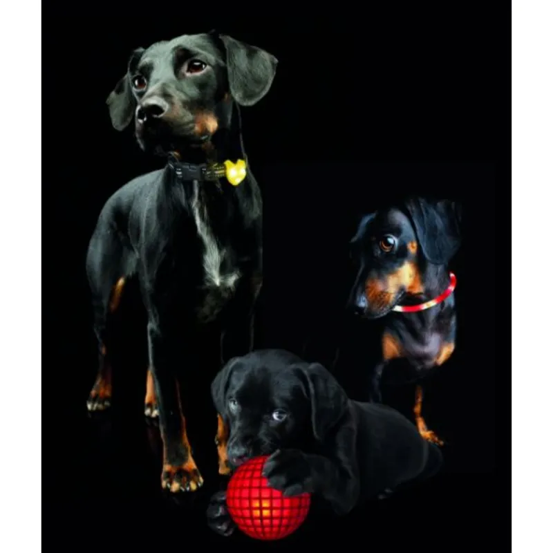 Hem and Boo Flashing Pet Tag - Assorted-1