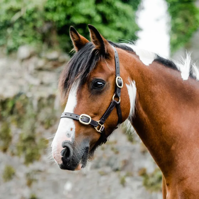 Equisential Leather Headcollar - Black