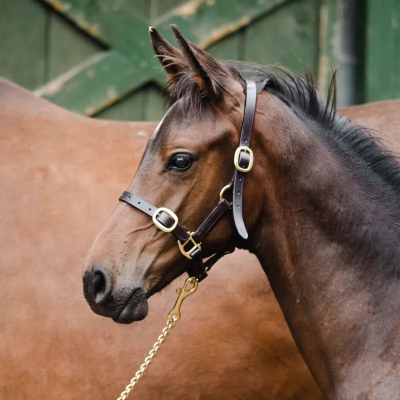 Equisential Leather Headcollar - Black-1