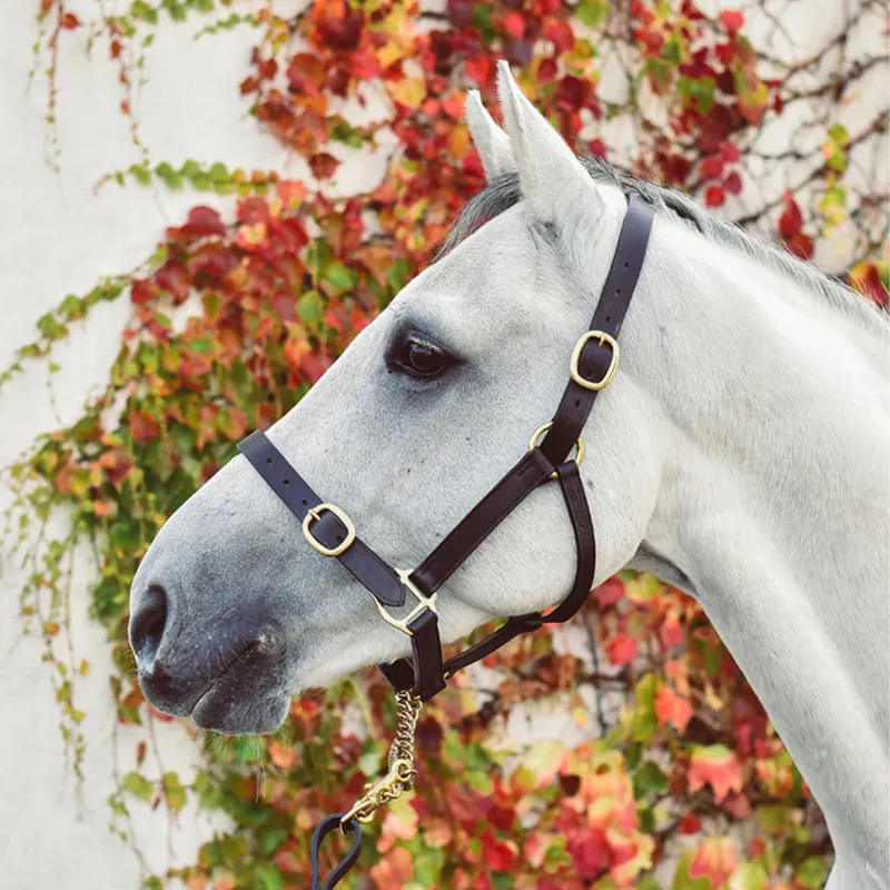 Equisential Leather Headcollar - Brown