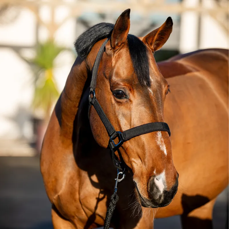 Horseware Amigo Headcollar and Leadrope Set - Black-1