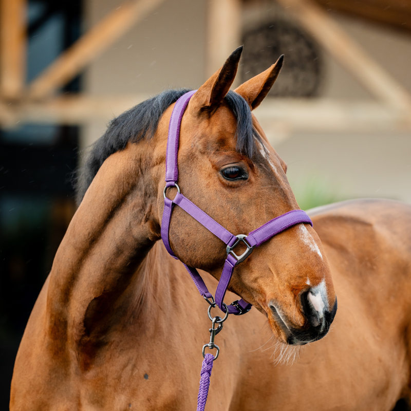 Horseware Amigo Headcollar and Leadrope Set - Winterberry-1