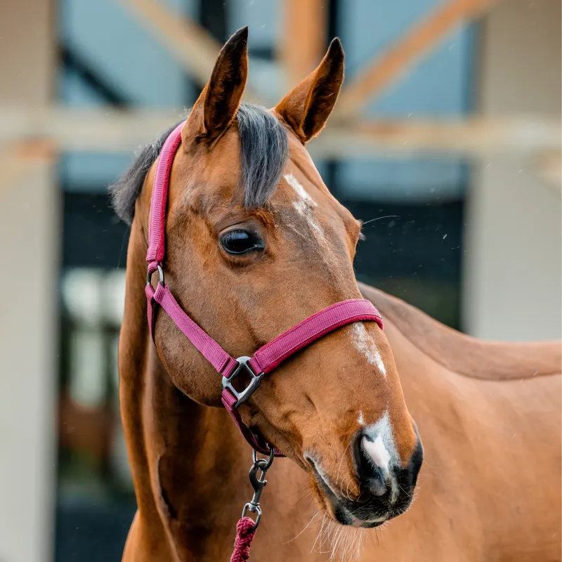 Horseware Amigo Headcollar and Leadrope Set - Mulberry-1