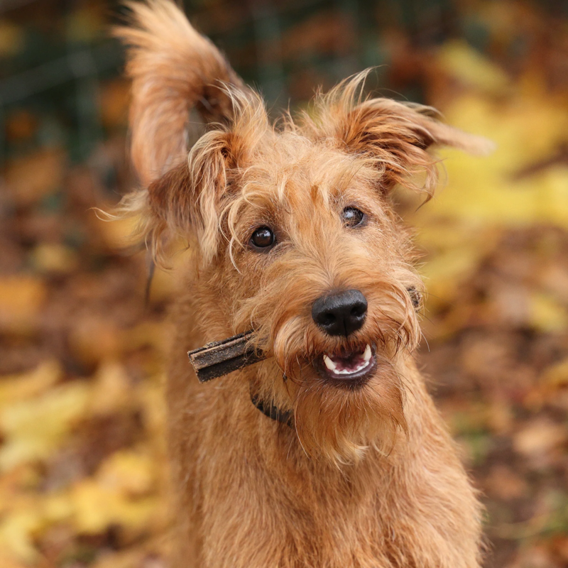 Shires Digby and Fox Buffalo Tripe 12-15cm - 500g-2