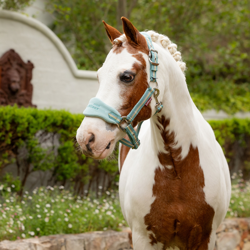 LeMieux Mini Vogue Headcollar And Leadrope - Aqua-1