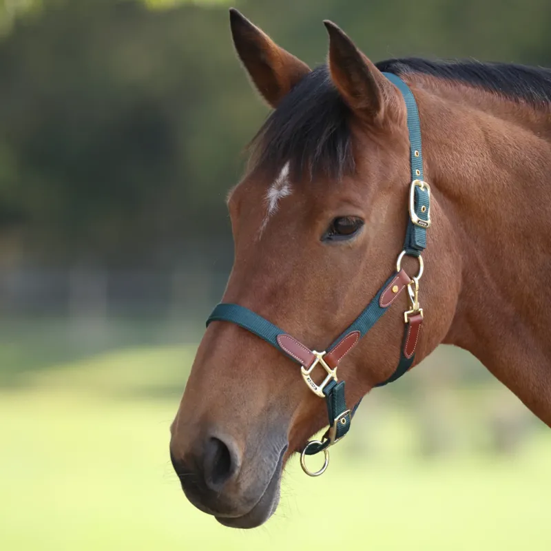 Shires ARMA Porto Headcollar - Green-1