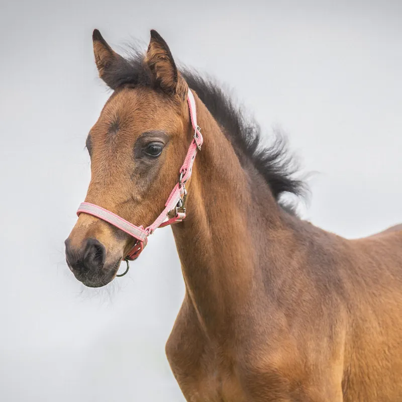 QHP Headcollar Foal Collection - Flamingo-1