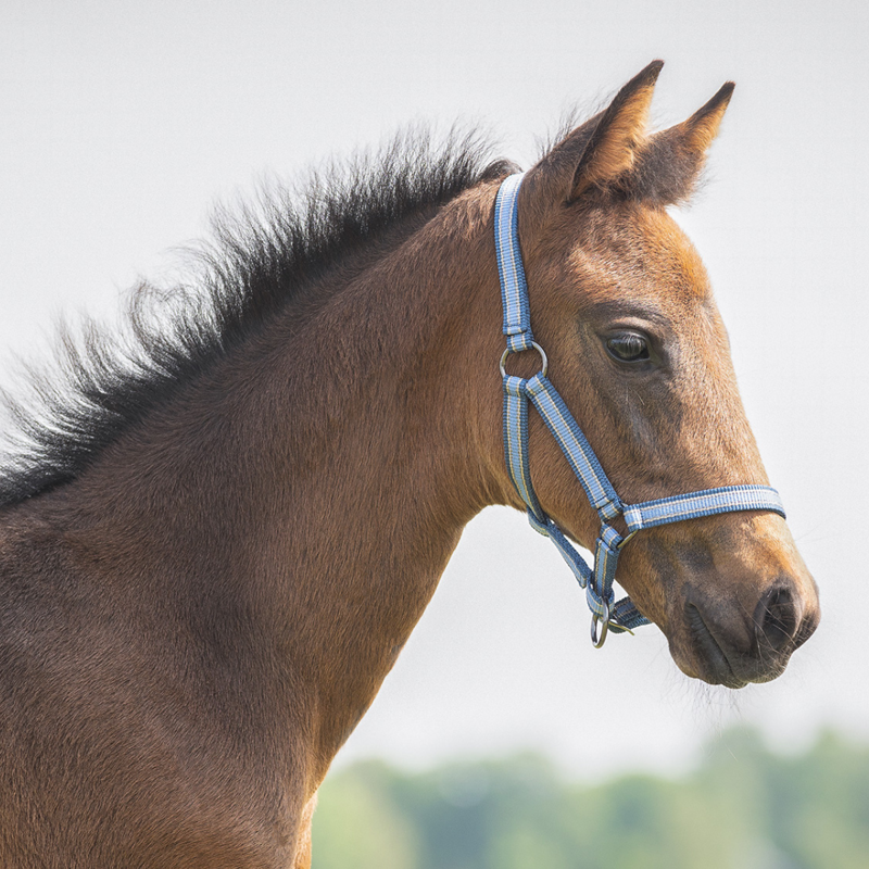 QHP Headcollar Foal Collection - Seashell-1