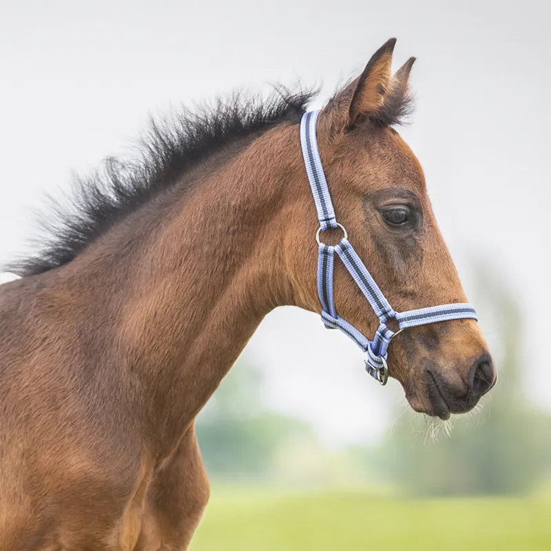 QHP Headcollar Foal Collection - Purple Sunset-1