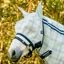 Horseware Newmarket Fly Mask - Witney Navy