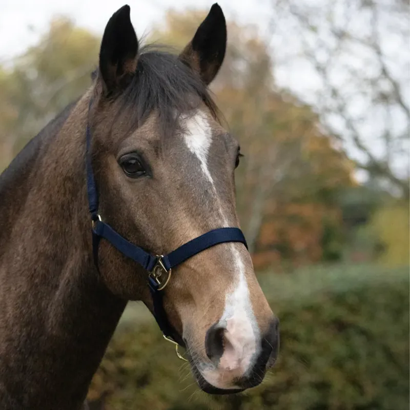 Hy HyCONIC Headcollar - Navy-1