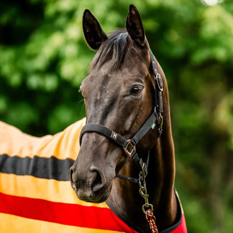 Horseware Newmarket Headcollar and Leadrope - Witney Gold-4