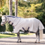 Horseware Amigo Bug Rug Plus Pony Fly Sheet - Silver/Lime Navy Pink Blue