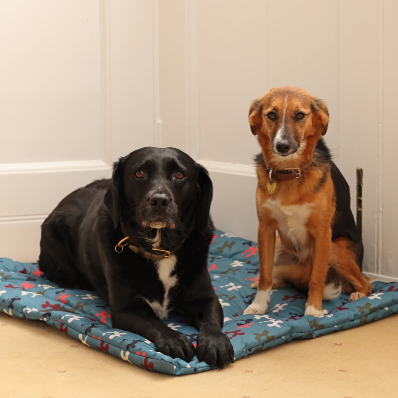 Shires Digby and Fox Waterproof Padded Dog Bed - Balloon Dog-1