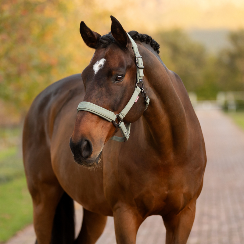 LeMieux Essence Headcollar - Rosemary-2
