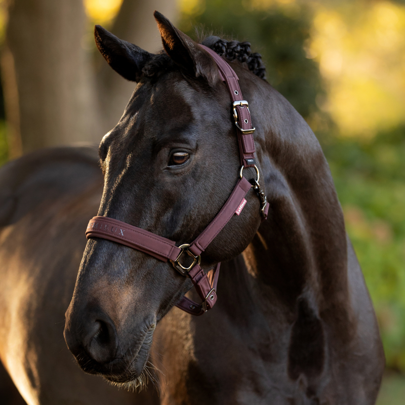 LeMieux Essence Headcollar - Damson-1