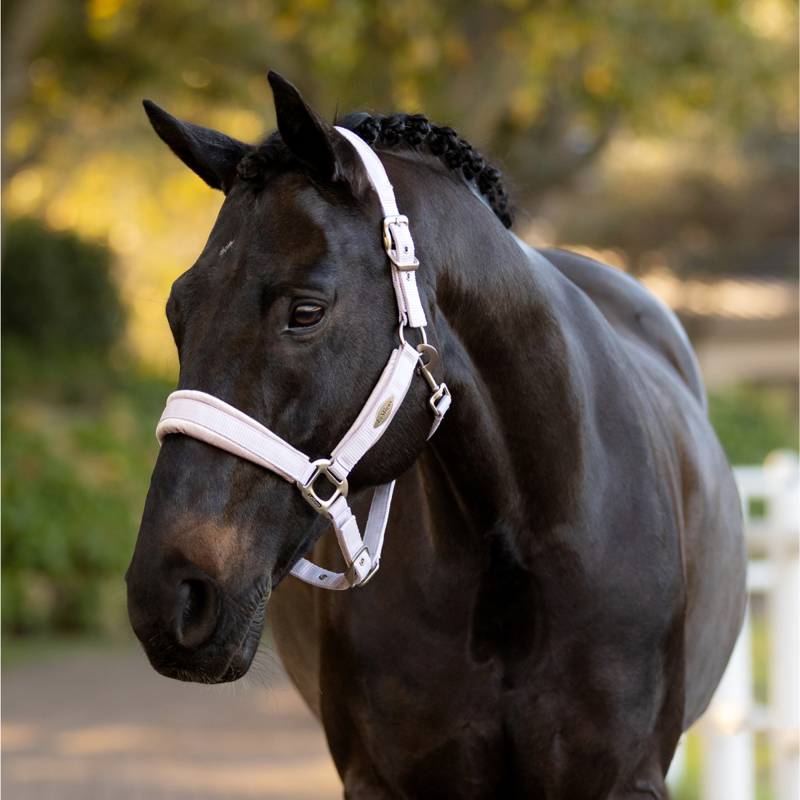 LeMieux Versailles Headcollar - Lilac-1