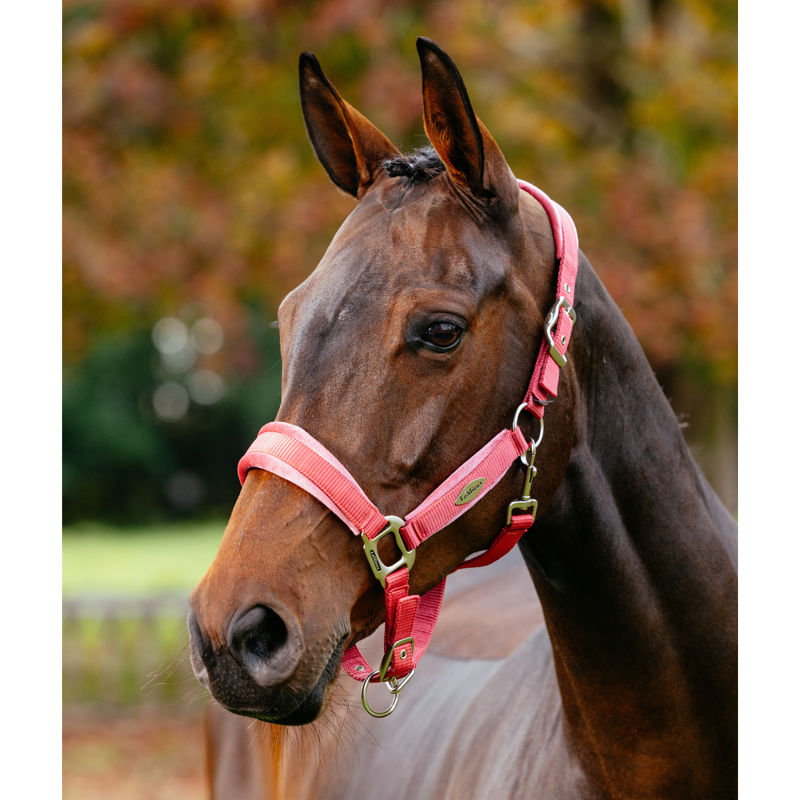 LeMieux Versailles Headcollar - Cranberry-2