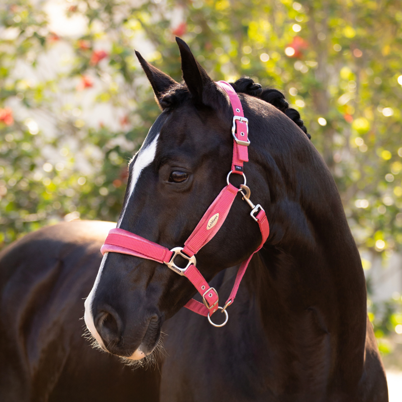 LeMieux Versailles Headcollar - Cranberry-1