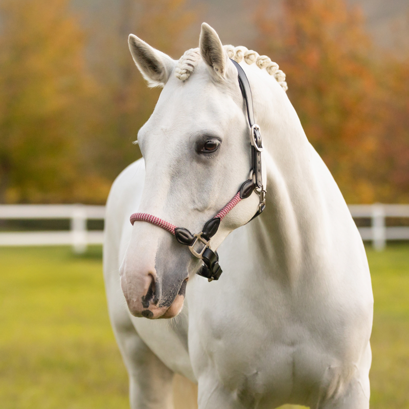 LeMieux Ropella Headcollar - Cranberry-1