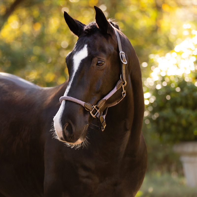 LeMieux Ropella Headcollar - Lilac-1