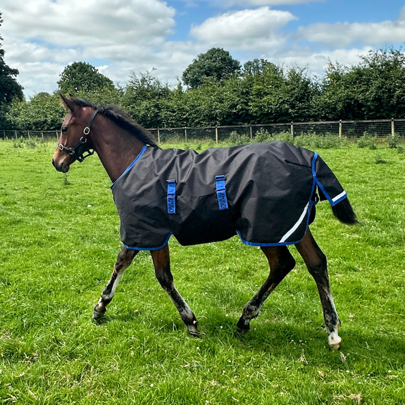 Horseware Amigo Ripstop 900D 50g Foal Turnout Rug - Black/Classic Blue-4