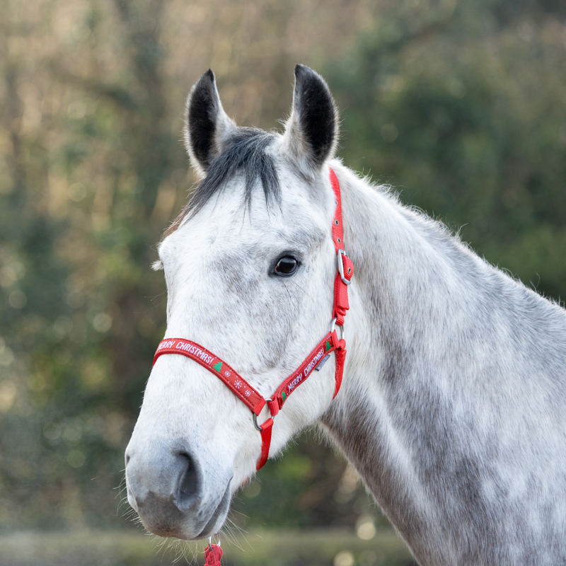 Hy Equestrian Merry Christmas Head Collar and Leadrope -3