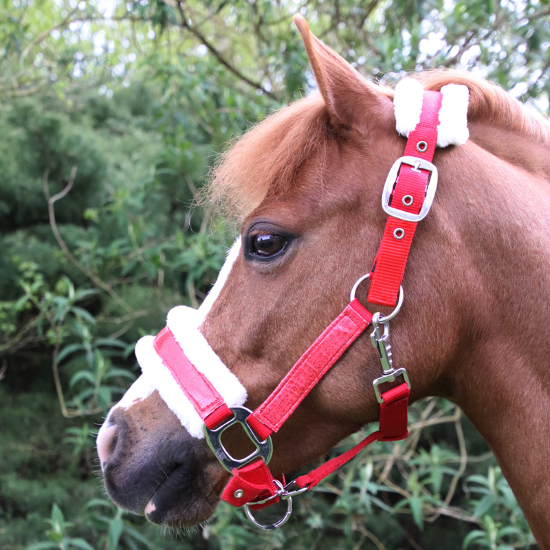 Hy Christmas Santa Headcollar - Red Sparkle-2