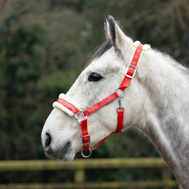 Hy Christmas Santa Headcollar - Red Sparkle-1