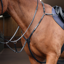 Shires Velociti Rapida Elastic Breastplate - Black