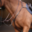 Shires Velociti Rapida Elastic Breastplate - Havana