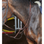 John Whitaker Barton Martingale - Havana