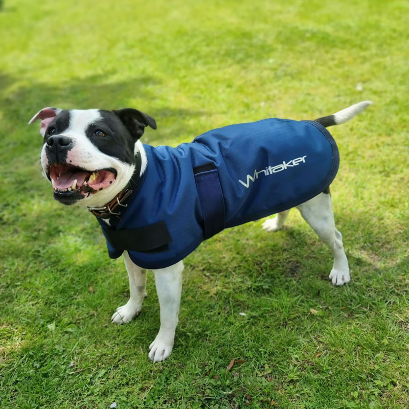 John Whitaker Weir Dog Coat - Navy