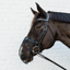 Kentucky Anti Fly Nose Net - Black
